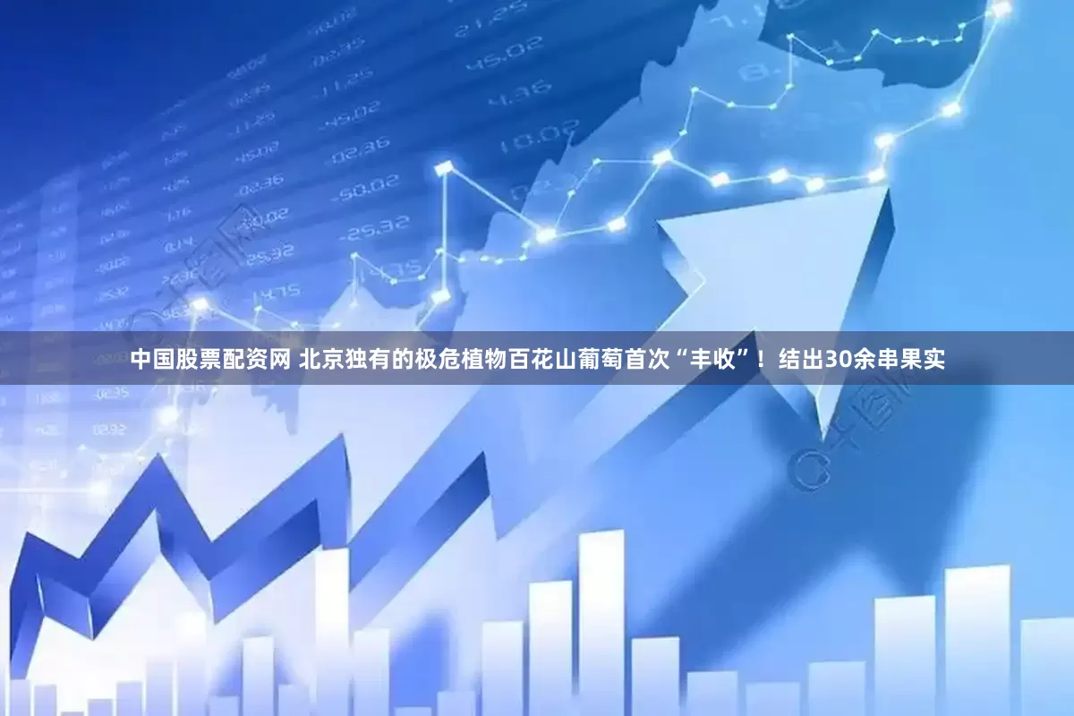 中国股票配资网 北京独有的极危植物百花山葡萄首次“丰收”！结出30余串果实